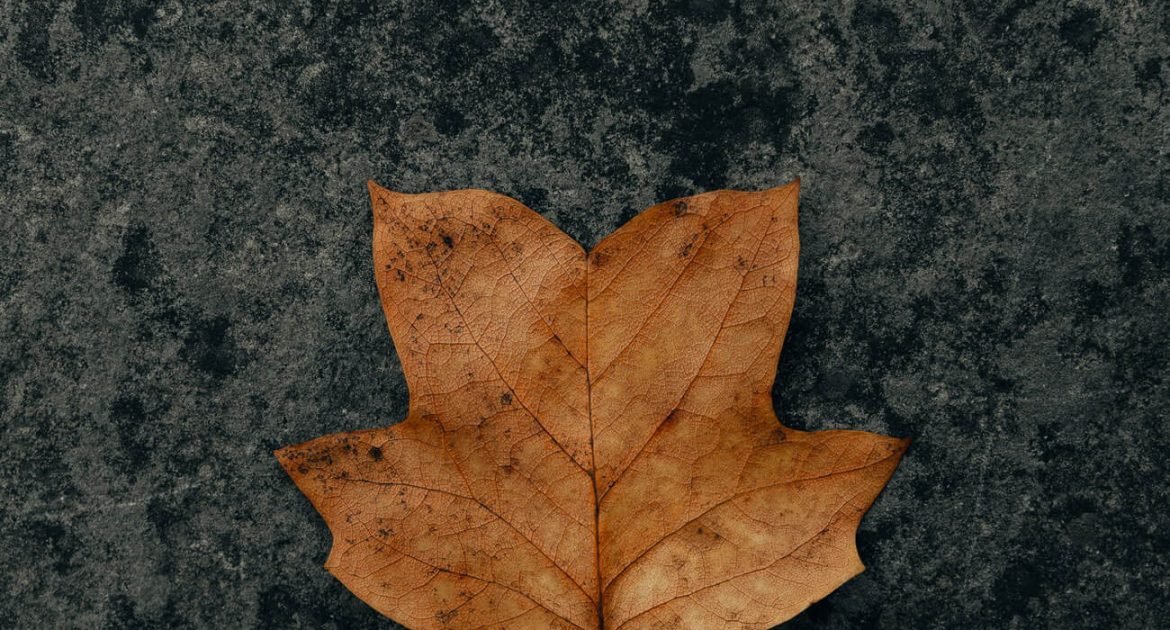 clay-banks-qcse15im24I-unsplash